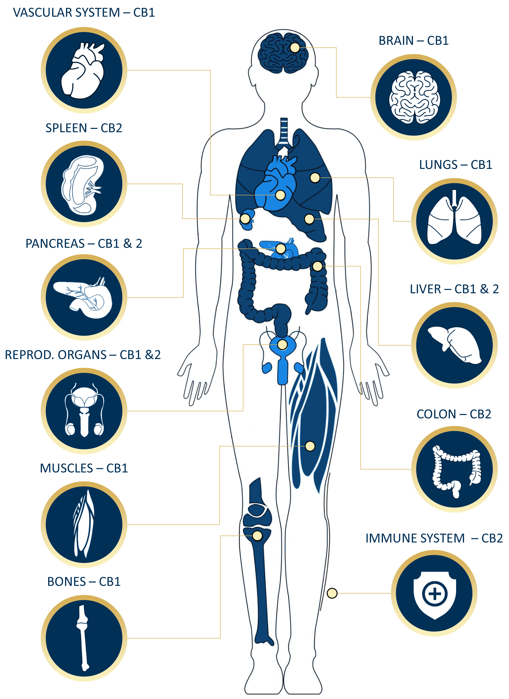 endo-system